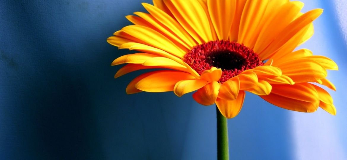 Summer flower