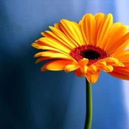 Summer flower